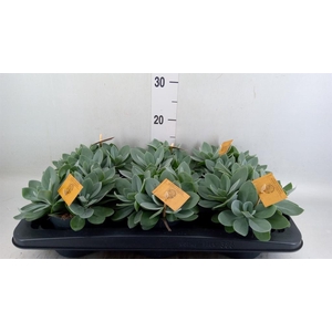 Senecio cephal. 'Mountain Fire'