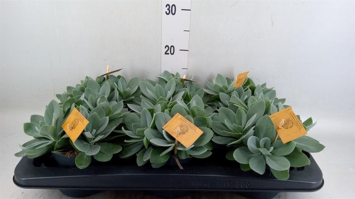 Senecio cephal. 'Mountain Fire'