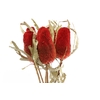 Dried Banksia Hookerana Red