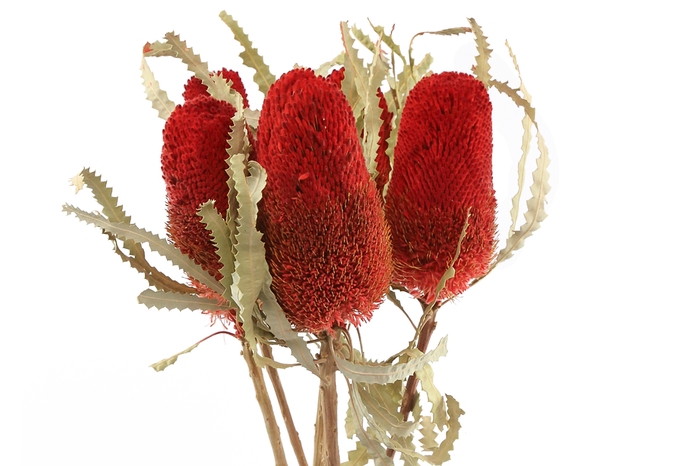 Dried Banksia Prionote Red