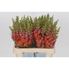 Antirrhinum Potomac Dark Orange