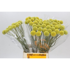 Craspedia Globosa Paintball Pop