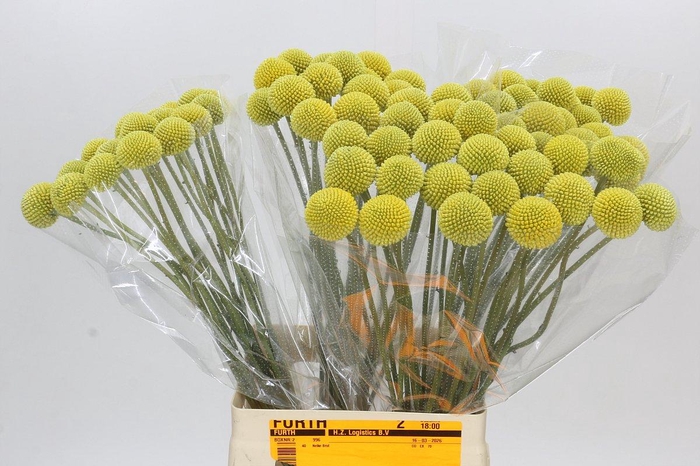 Craspedia Globosa Paintball Pop