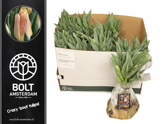 <h4>TU EN CHICA DURA</h4>