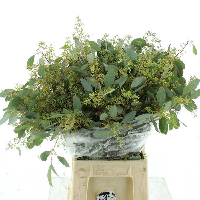 <h4>Euca Populus Berries Long 200gr</h4>