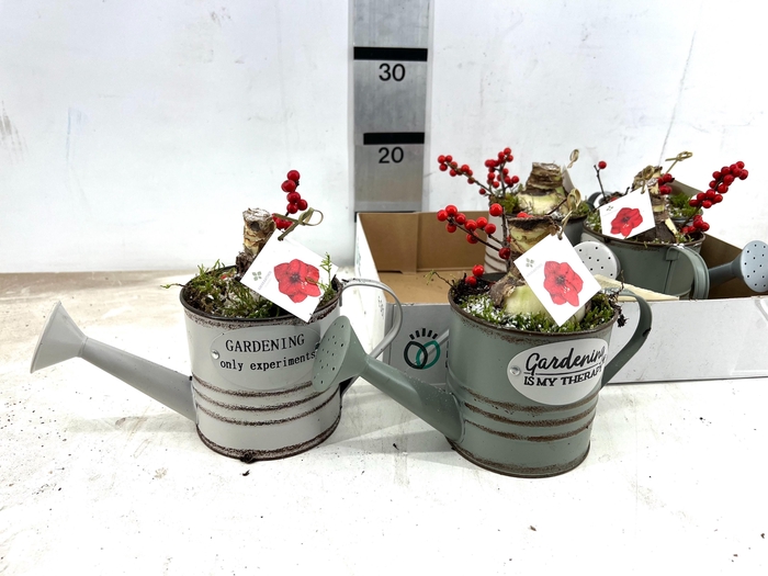 <h4>ARR HIPPEASTRUM</h4>