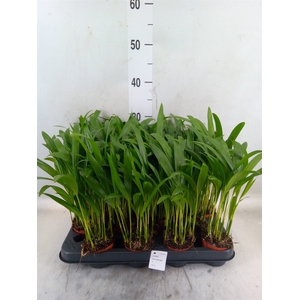 Dypsis lutescens   ...Chrysalidoca