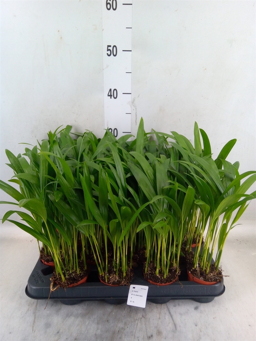 <h4>Dypsis lutescens   ...Chrysalidoca</h4>