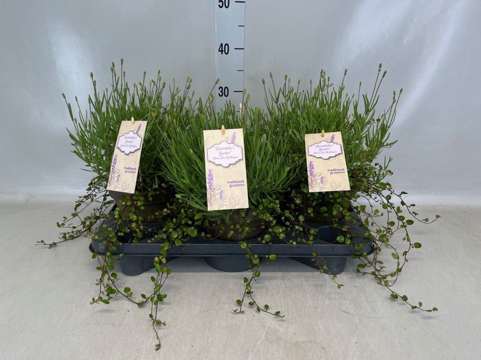 <h4>Lavandula angus. 'Hidcote'</h4>