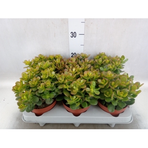 Crassula ovata 'Minor'