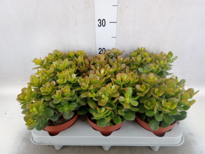 <h4>Crassula ovata 'Minor'</h4>