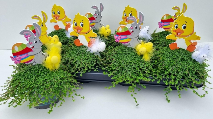 <h4>SOLEI SOL GROEN</h4>