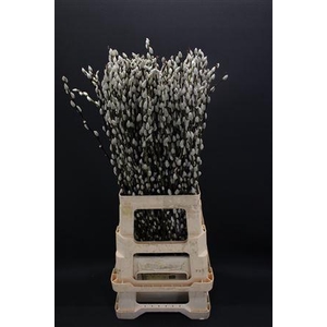 Salix Snow Flake 70cm