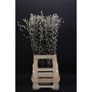 Salix Caprea Snow Flake 70cm