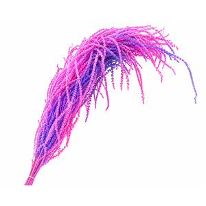 Dried Bleached Amaranthus Caudatus Neon