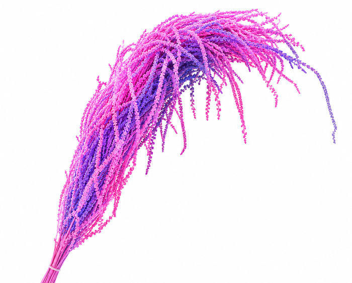 <h4>Dried Bleached Amaranthus Caudatus Neon</h4>