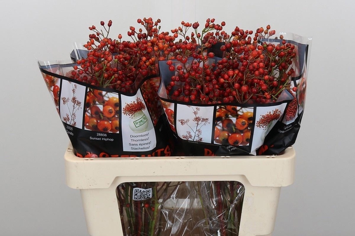 <h4>ROSA ROSEFR ELITE</h4>