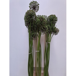 ALLIUM ZAADBOLLEN