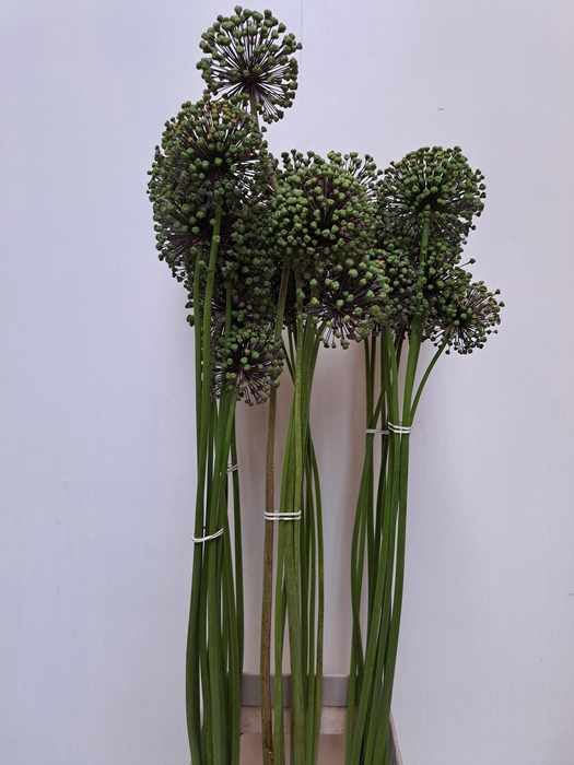 <h4>ALLIUM ZAADBOLLEN</h4>