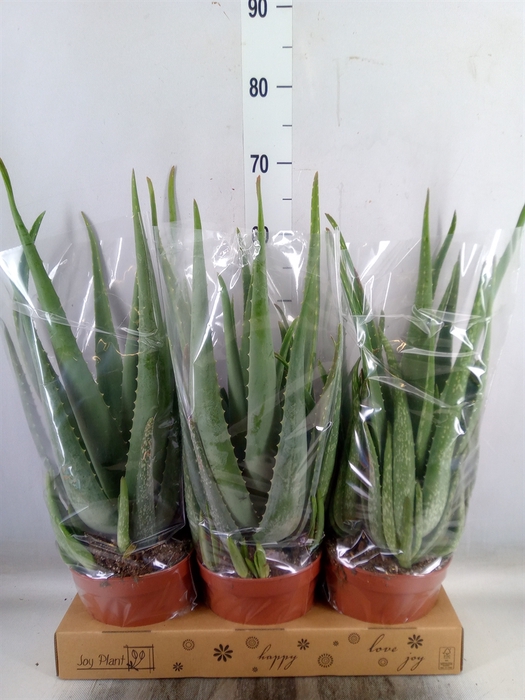 <h4>Aloe vera</h4>