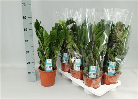 <h4>Zamio Zamiifolia 10+</h4>