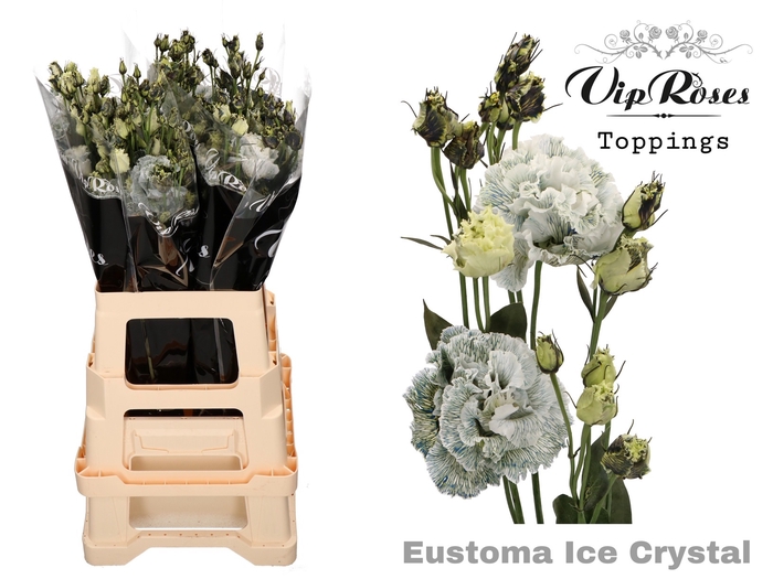 <h4>Eust G Celeb Ice Chrystal</h4>