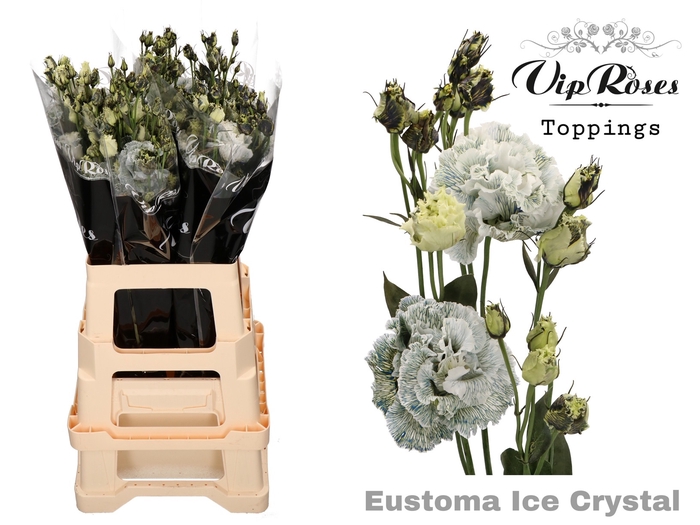 <h4>EUST G CELEB ICE CHRYSTAL</h4>