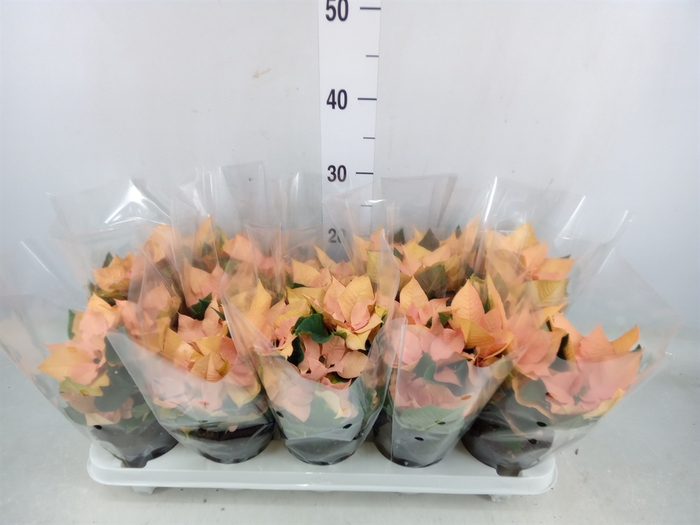 <h4>Euphorbia pulc. 'Autumn Leaves'</h4>