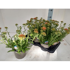 ACHI MILLEFOLIUM