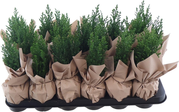 <h4>Cham Law Ellwoodii + Deco</h4>