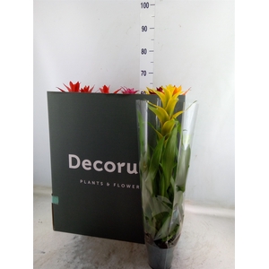 Guzmania   ...mix