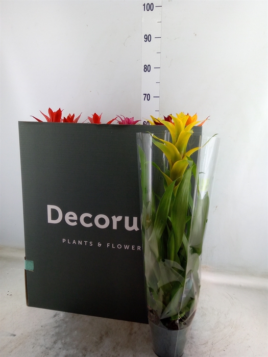 <h4>Guzmania   ...mix</h4>