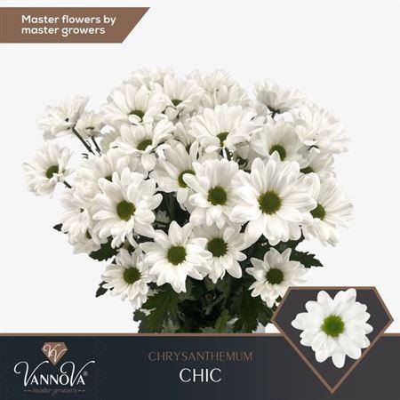<h4>Chr T Chic</h4>