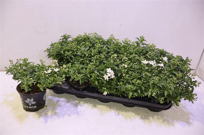 <h4>Solanum Jasminoides</h4>