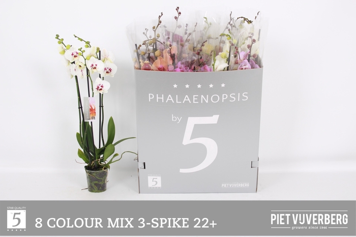 <h4>PHAL GEM 8 KL</h4>