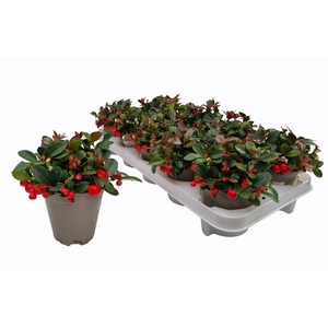 GAULTH PROCUMBENS