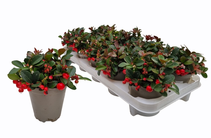 <h4>GAULTH PROCUMBENS</h4>