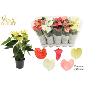 Anthurium 12 cm 5 color Easter mix in Haute Couture sleeve