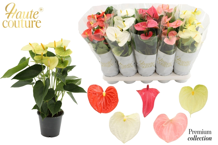<h4>Anthurium 12 cm 5 color Easter mix in Haute Couture sleeve</h4>