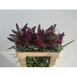 LYSIMACHIA ATROPURPUREA