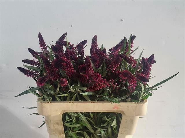 <h4>LYSIMACHIA ATROPURPUREA</h4>