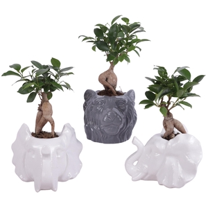 Ficus m. Ginseng Ongeënt Ø06cm in Ceramic Elephant & Lion Ø16cm