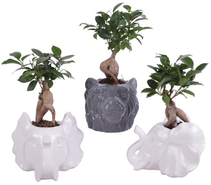 <h4>Ficus m. Ginseng Ongeënt Ø06cm in Ceramic Elephant & Lion Ø16cm</h4>
