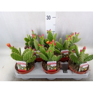 Opuntia