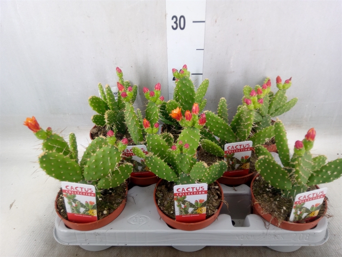 <h4>Opuntia</h4>