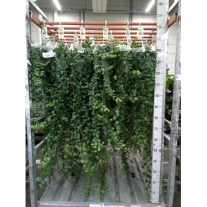 Hedera helix 'Wonder'