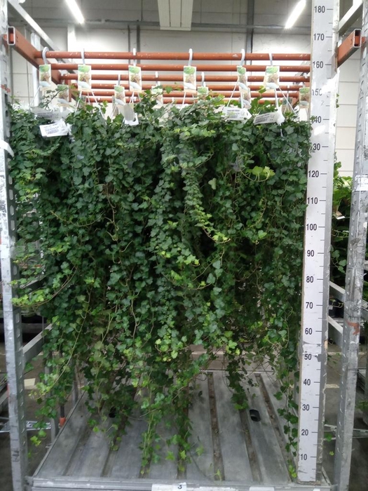 <h4>Hedera helix 'Wonder'</h4>
