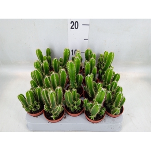 Cereus per. 'Florida'