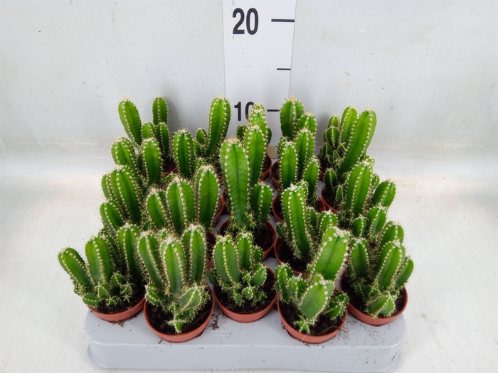 <h4>Cereus per. 'Florida'</h4>