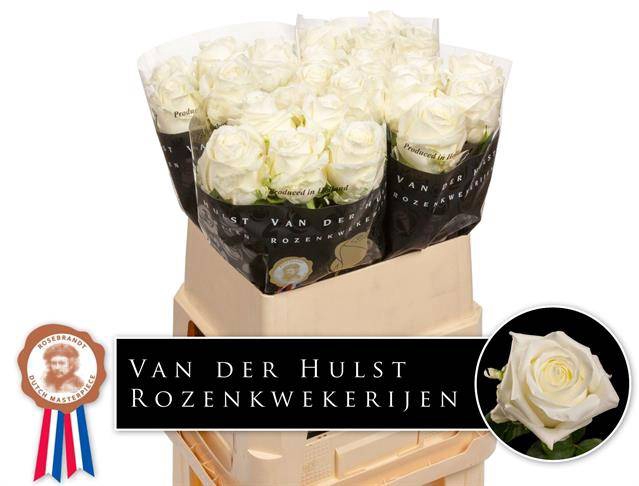 <h4>Rosa large noelia</h4>